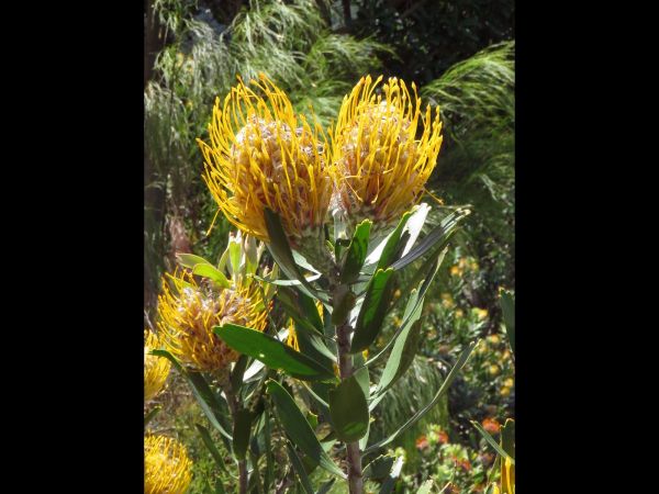Leucospermum cuneiforme
Common Pincushion (Eng) Geelspeldekussing (Afr)
Trefwoorden: Plant;Proteaceae;Bloem;oranje