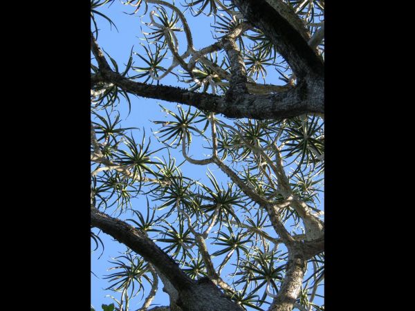 Aloe barberae
Tree Aloe (Eng) Boomaalwyn (Afr) 
Trefwoorden: Plant;Boom;Asphodelaceae