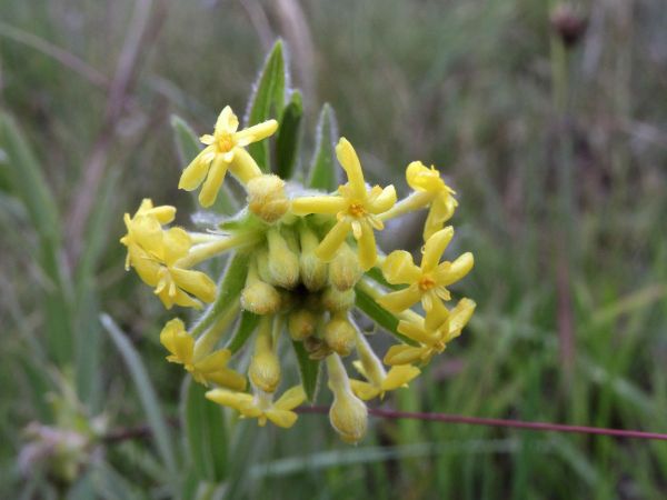 Gnidia; G. polyantha
Escarpment Silver Yellow-head (Eng)
Trefwoorden: Plant;Thymelaeaceae;Bloem;geel