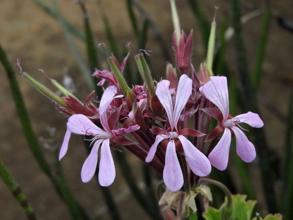 Pelargonium zonale
Horse-shoe pelargonium (Eng) Wildemalva (Afr)
Trefwoorden: Plant;Geraniaceae;Bloem;roze