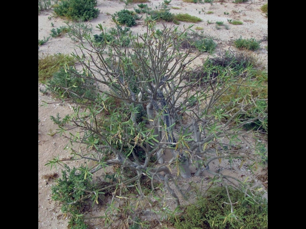 Euphorbia balsamifera
Balsam Spurge (Eng) Zoete Tabaiba (Ned)
Trefwoorden: Plant;struik;Euphorbiaceae