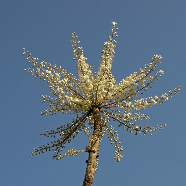 Boswellia dalzielii
Frankincense Tree (Eng) Hano, Harrabi (Hausa)
Trefwoorden: Plant;Boom;Burseraceae;Bloem;wit