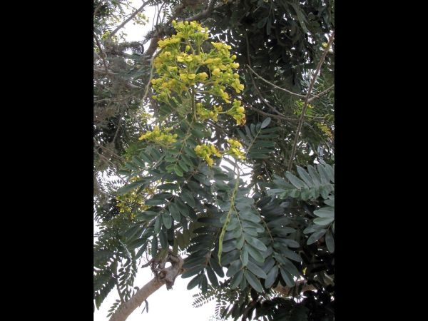 Senna siamea
Kassod Tree (Eng)
Trefwoorden: Plant;Fabaceae;Boom;Bloem;geel