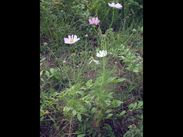 Cosmos bipinnatus
Garden Cosmos (Eng)
Trefwoorden: Plant;Asteraceae;Bloem;roze;wit