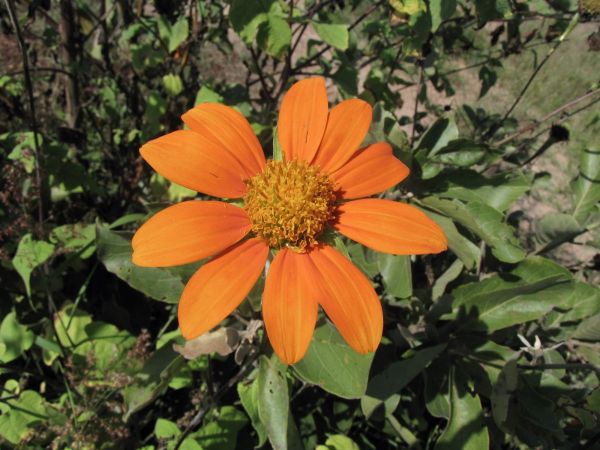 Tithonia rotundifolia
Mexican Sunflower (Eng)
Trefwoorden: Plant;Asteraceae;Bloem;oranje