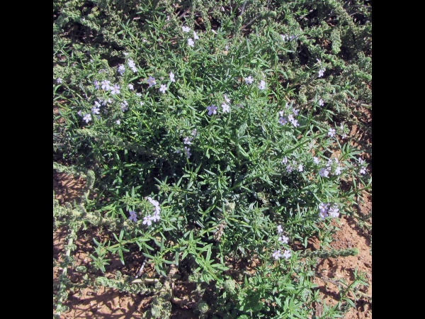 Chaenostoma uncinatum
Fineleaf skunkbush (Eng) Bosopslag (Afr) 
Trefwoorden: Plant;Scrophulariaceae;Bloem;roze