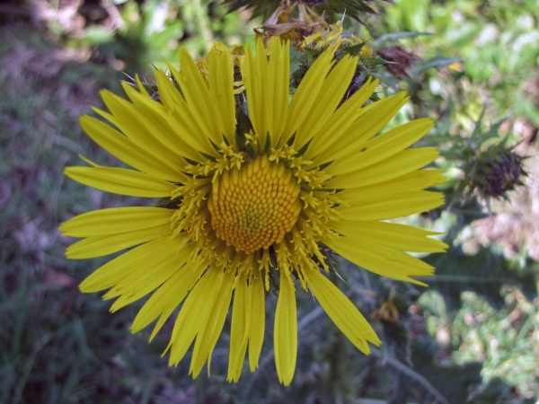 Berkheya; B. speciosa
Skraaldisseldoring (Afr) Umaphola (Zulu)
Trefwoorden: Plant;Asteraceae;Bloem;geel