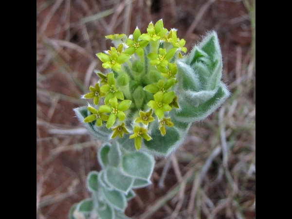 Lasiosiphon polyanthus
Escarpment Silver Yellowhead, Drakensberg Gnidia (Eng) 
Trefwoorden: Plant;Thymelaeaceae;Bloem;geel