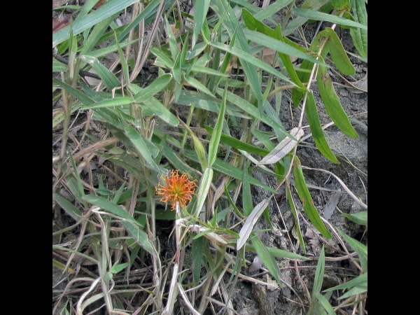 Hypericophyllum compositarum
Trefwoorden: Plant;Asteraceae;Bloem;oranje;geel