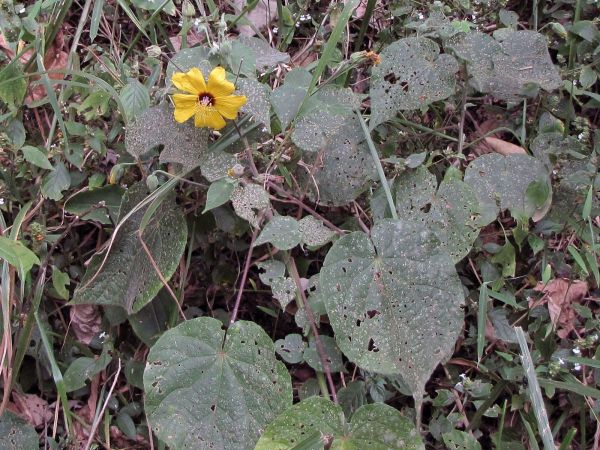 Abutilon hirtum
Trefwoorden: Plant;Malvaceae;Bloem;geel