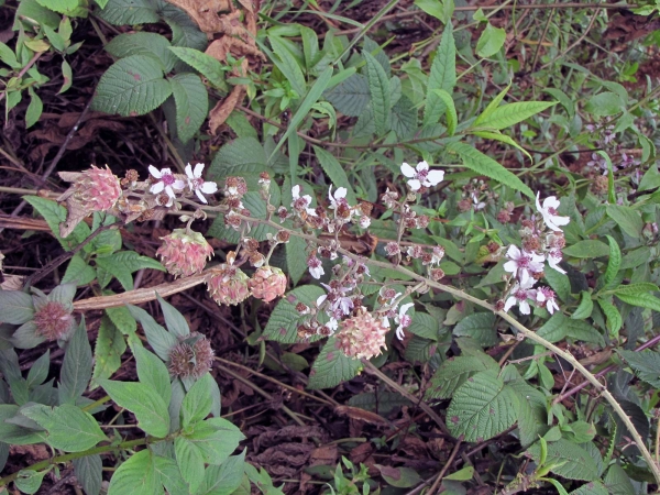 Rubus steudneri
Trefwoorden: Plant;Rosaceae;Bloem;wit;paars