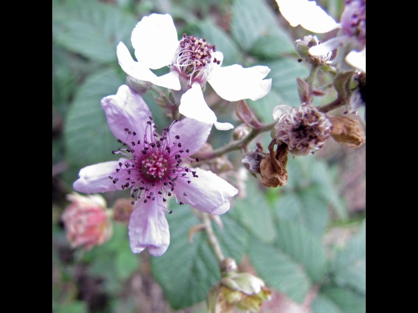 Rubus steudneri
Trefwoorden: Plant;Rosaceae;Bloem;wit;paars