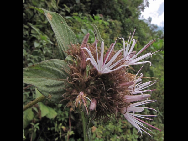 Virectaria major
Trefwoorden: Plant;Rubiaceae;Bloem;roze;wit;purper