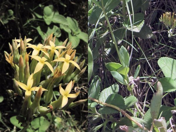 Kalanchoe; K. pritwitzii
Trefwoorden: Plant;Crassulaceae;Bloem;geel