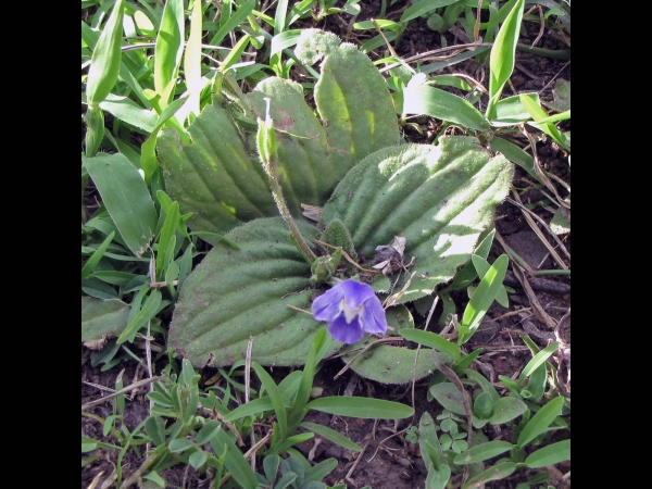 Craterostigma pumilum
Resurrection Plant (Eng)
Trefwoorden: Plant;Linderniaceae;Bloem;blauw;wit