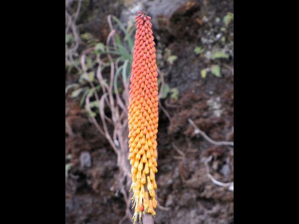 Kniphofia uvaria
Red Hot Poker (Eng)
Trefwoorden: Plant;Asphodelaceae;Bloem;geel;rood;oranje