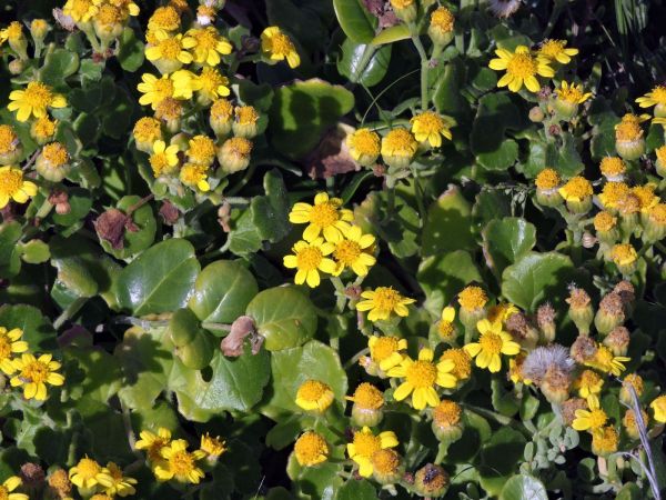 Senecio maritimus
Strandhongerblom (Afr) Beach Ragwort (Eng)
Trefwoorden: Plant;Asteraceae;Bloem;geel