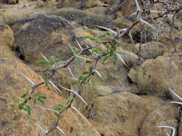 Acacia erioloba
Camelthorn (Eng) Kameeldoring (Afr) 
Trefwoorden: Plant;Boom;Fabaceae