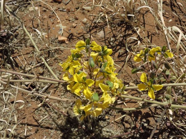 Tylosema  esculentum
Morama Bean (Eng)
Trefwoorden: Plant;Fabaceae;Bloem;geel