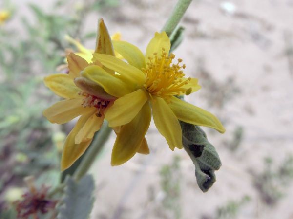 Grewia flava
Velvet Raisin (Eng) Fluweelrosyntjie (Afr)
Trefwoorden: Plant;Malvaceae;Bloem;geel