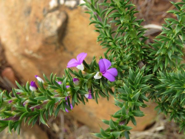 Muraltia heisteria
Spiny Purple Gorse (Eng) Kastybos (Afr)
Trefwoorden: Plant;Polygalaceae;Bloem;paars