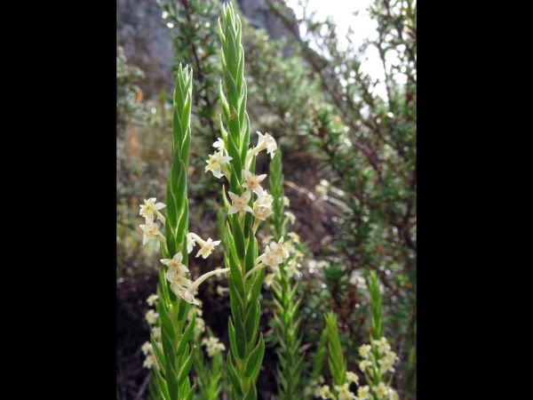 Struthiola ciliata
Whip-Stemmed Featherhead (Eng) Kalstertjie (Afr) - Yellow type
Trefwoorden: Plant;Thymelaeaceae;Bloem;geel