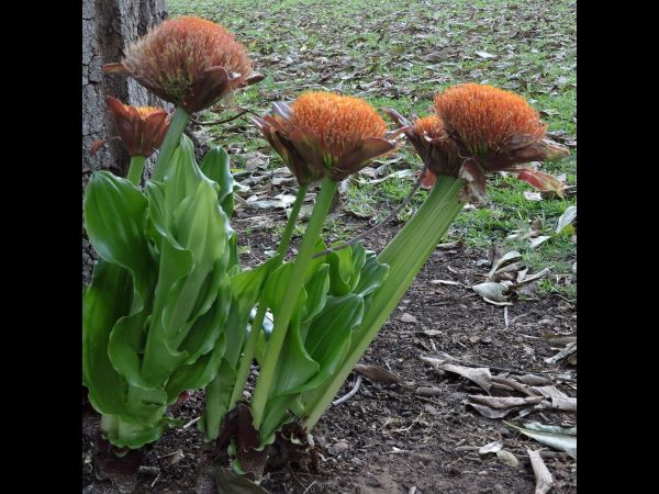 Scadoxus membranaceus
Dwarf Blood Lily (Eng)
Trefwoorden: Plant;Amaryllidaceae;Bloem;oranje