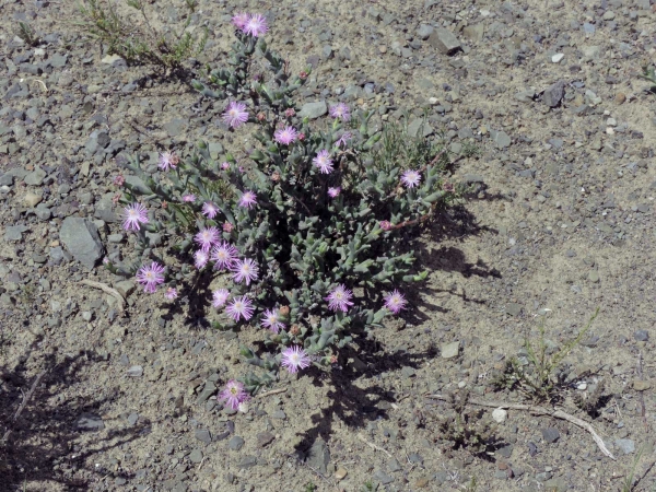 Ruschia uncinata
Doringvygie (Afr)
Trefwoorden: Plant;Aizoaceae;Bloem;roze;purper