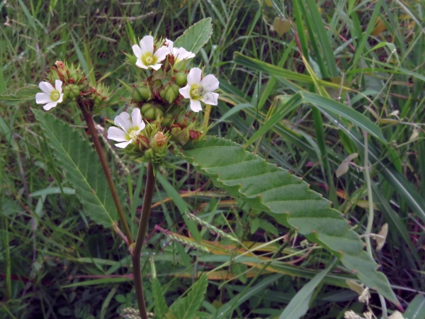 Melochia corchorifolia
Chocolateweed (Eng) 
Trefwoorden: Plant;Malvaceae;Bloem;wit;roze