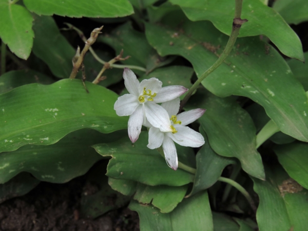 Chlorophytum; C. tuberosum
Musli, Edible Chlorophytum (Eng)
Trefwoorden: Plant;Asparagaceae;Bloem;wit