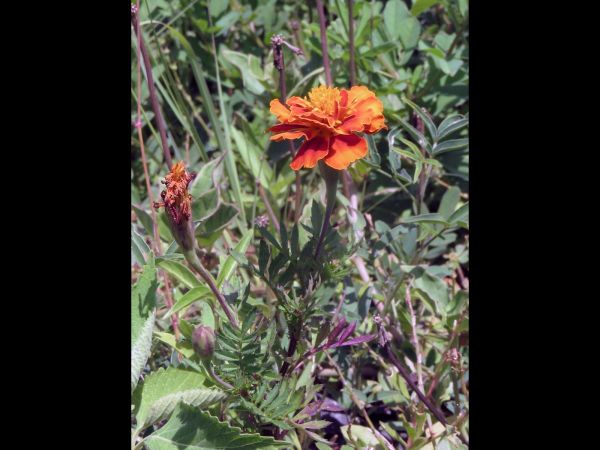 Tagetes picador
Marigold
Trefwoorden: Plant;Asteraceae;Bloem;oranje