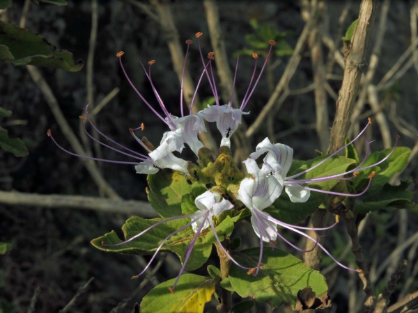 Ocimum grandiflorum
Cat's Whiskers (Eng)
Trefwoorden: Plant;struik;Lamiaceae;Bloem;wit;purper