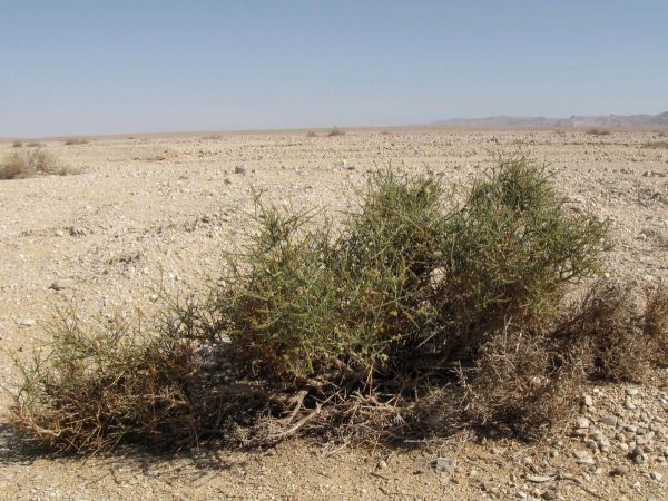 Ochradenus; O. socotranus
Trefwoorden: Plant;Resedaceae;woestijn