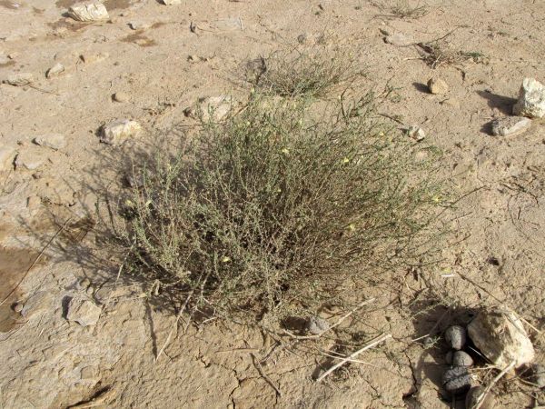 Kickxia aegyptiaca
Widin al-Far (Ar)
Trefwoorden: Plant;Scrophulariaceae;woestijn