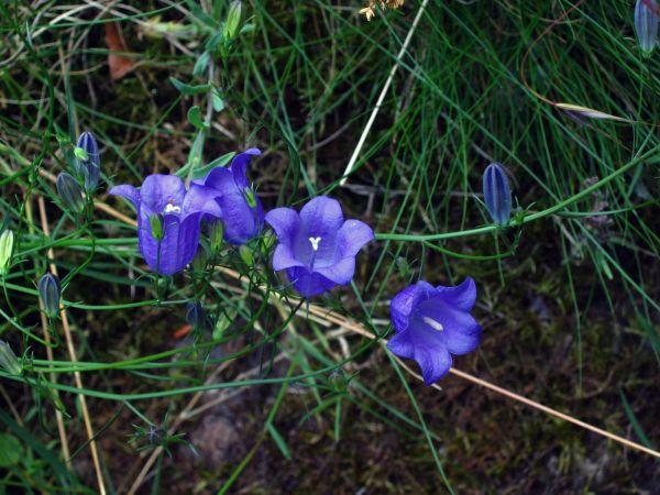 Campanula rotundifolia
Harebell (Eng) Grasklokje (Ned) Rundblättrige Glockenblume (Ger) 
Trefwoorden: Plant;Campanulaceae;Bloem;blauw;wit