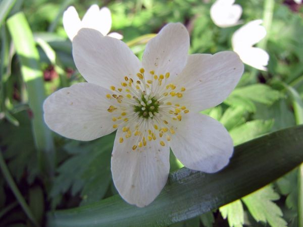 Anemone nemorosa
Wood Anemone (Eng) Bosanemoon (Ned) Buschwindröschen (Ger) - white type
Trefwoorden: Plant;Ranunculaceae;Bloem;wit;purper;bosplant;stinzenplant