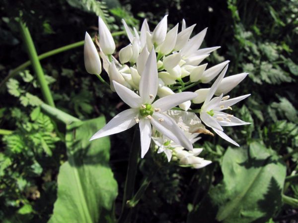 Allium ursinum
Ramsons (Eng) Daslook (Ned) Bärlauch (Ger)
Keywords: Plant;Amaryllidaceae;Bloem;wit;bosplant;stinzenplant