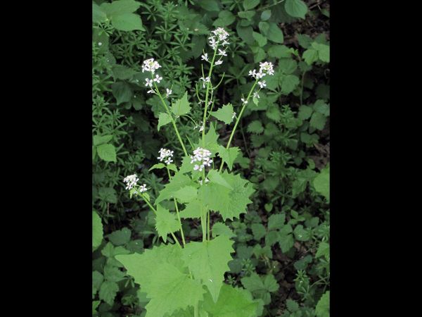Alliaria petiolata
Hedge Garlic (Eng) Look Zonder Look (Ned) Knoblauchsrauke (Ger)
Keywords: Plant;Brassicaceae;Bloem;wit;schaduwplant