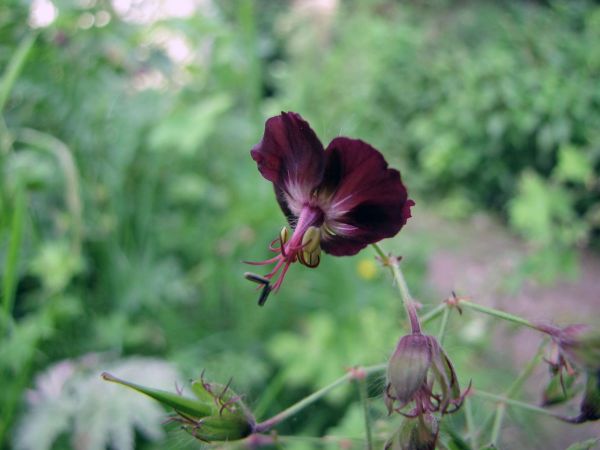 Geranium phaeum
Dusky Crane's-bill (Eng) Donkere Ooievaarsbek (Ned) Brauner Storchschnabel (Ger)
Trefwoorden: Plant;Geraniaceae;Bloem;rood;purper;schaduwplant;stinzenplant