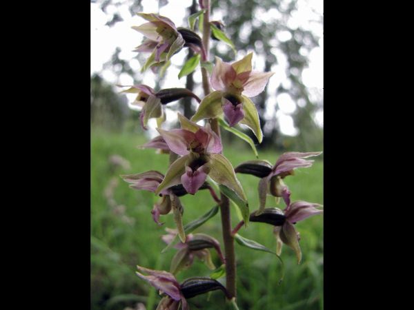 Epipactis helleborine
Broad-leaved Helleborine (Eng) Brede Wespenorchis (Ned) Breitblättrige Stendelwurz (Ger) 
Trefwoorden: Plant;Orchidaceae;Bloem;bruin;roze