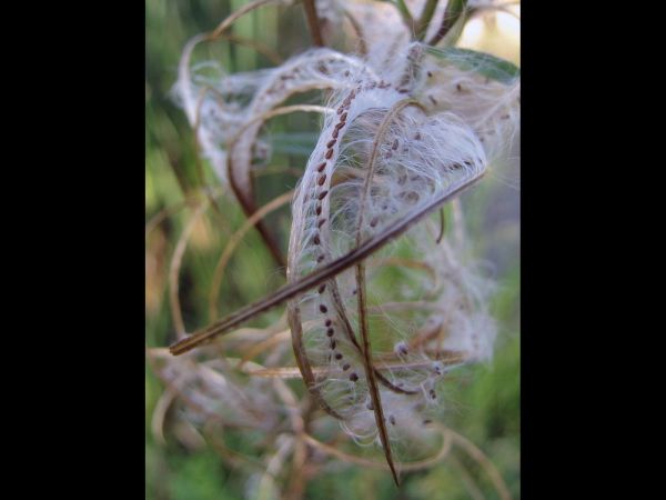 Epilobium tetragonum
Square Stalked Willow Herb (Eng) Kantige Basterdwederik (Ned) Vierkantiges Weidenröschen (Ger) - open capsule
Trefwoorden: Plant;Onagraceae;Bloem;roze