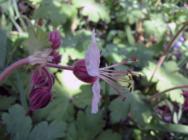 Geranium macrorrhizum
Bigroot Geranium (Eng) Rotsooievaarsbek (Ned) Balkan-Storchschnabel (Ger)
Trefwoorden: Plant;Geraniaceae;Bloem;roze;wit