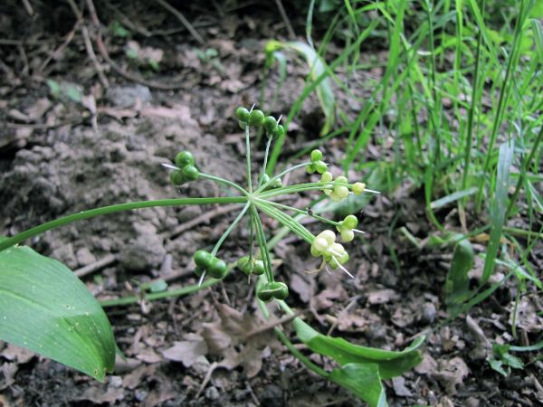 Allium ursinum
Ramsons (Eng) Daslook (Ned) Bärlauch (Ger) - seeds
Keywords: Plant;Amaryllidaceae;Bloem;wit;bosplant;stinzenplant