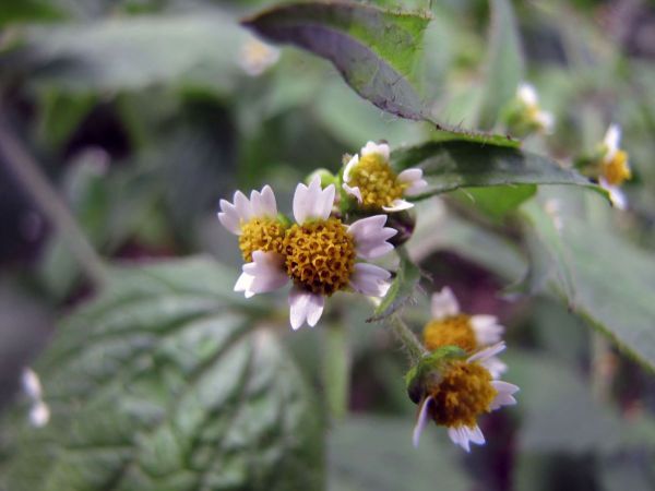 Galinsoga; G. quadriradiata
Shaggy Soldier (Eng) Harig Knopkruid (Ned) Behaartes Knopfkraut (Ger)
Trefwoorden: Plant;Asteraceae;Bloem;wit