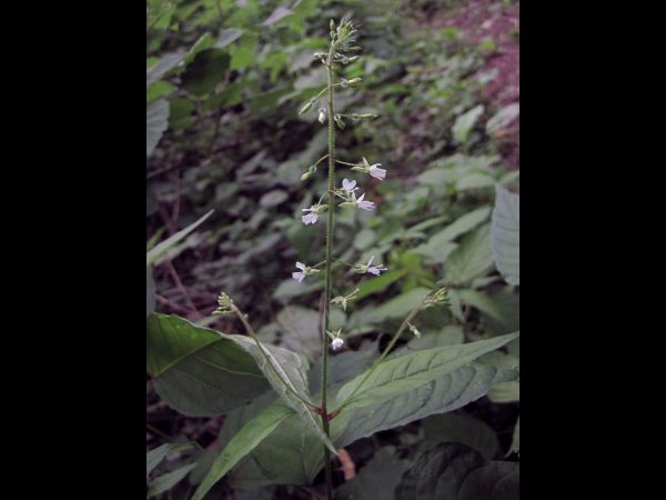 Circaea lutetiana
Enchanter's-nightshade (Eng) Groot heksenkruid (Ned) Großes Hexenkraut (Ger)
Trefwoorden: Plant;Onagraceae;Bloem;wit;bosplant