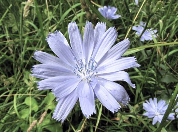 Cichorium intybus
Common Chicory (Eng) Wilde Cichorei (Ned) Gemeine Wegwarte (Ger)
Trefwoorden: Plant;Asteraceae;Bloem;blauw