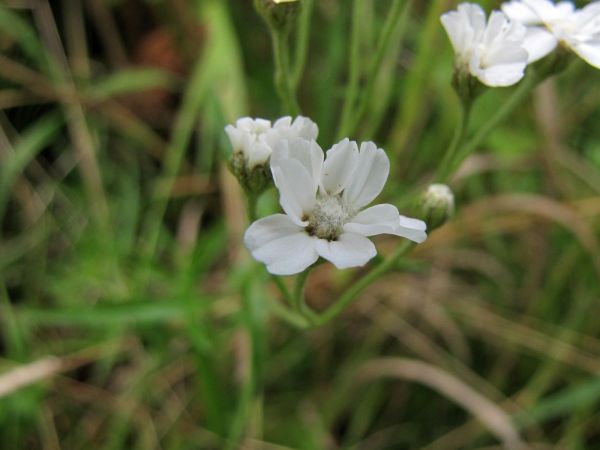 Achillea ptarmica
Sneezewort (Eng) Wilde  bertram (Ned) Sumpf-Schafgarbe (Ger) - young flower
Keywords: Plant;Asteraceae;Bloem;wit;oeverplant