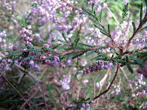 Calluna vulgaris
Common Heather (Eng) Struikheide (Ned) Besenheide (Ger) 
Keywords: Plant;Ericaceae;Bloem;roze
