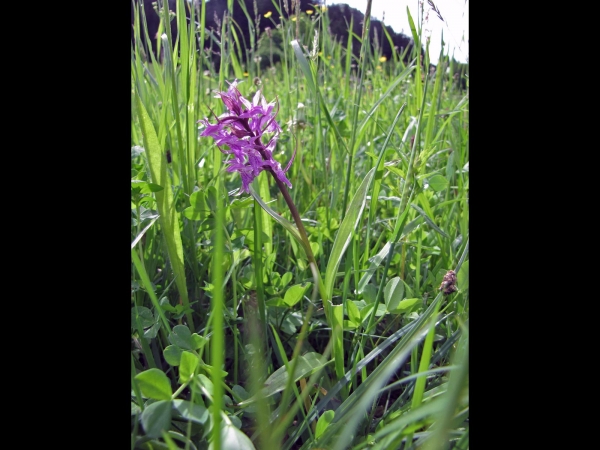 Dactylorhiza traunsteineri
Narrow-leaved Marsh Orchid, Traunsteiner's Dactylorhiza (Eng) Smalle Orchis (Ned) Traunsteiners Knabenkraut (Ger)
Trefwoorden: Plant;Orchidaceae;Bloem;paars