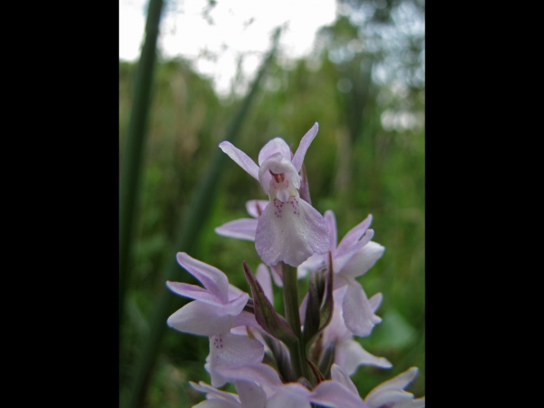 Dactylorhiza praetermissa
Southern Marsh Orchid (Eng) Rietorchis (Ned) Übersehenes Knabenkraut (Ger)
Trefwoorden: Plant;Orchidaceae;Bloem;paars;roze